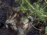 Arctic Wolf 003